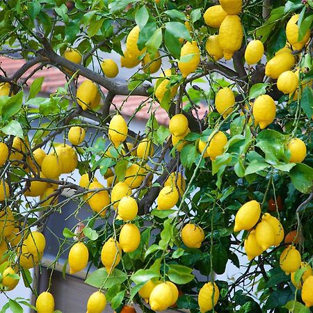 Il Giardino Segreto Bed & Breakfast Sorrento Bagian luar foto