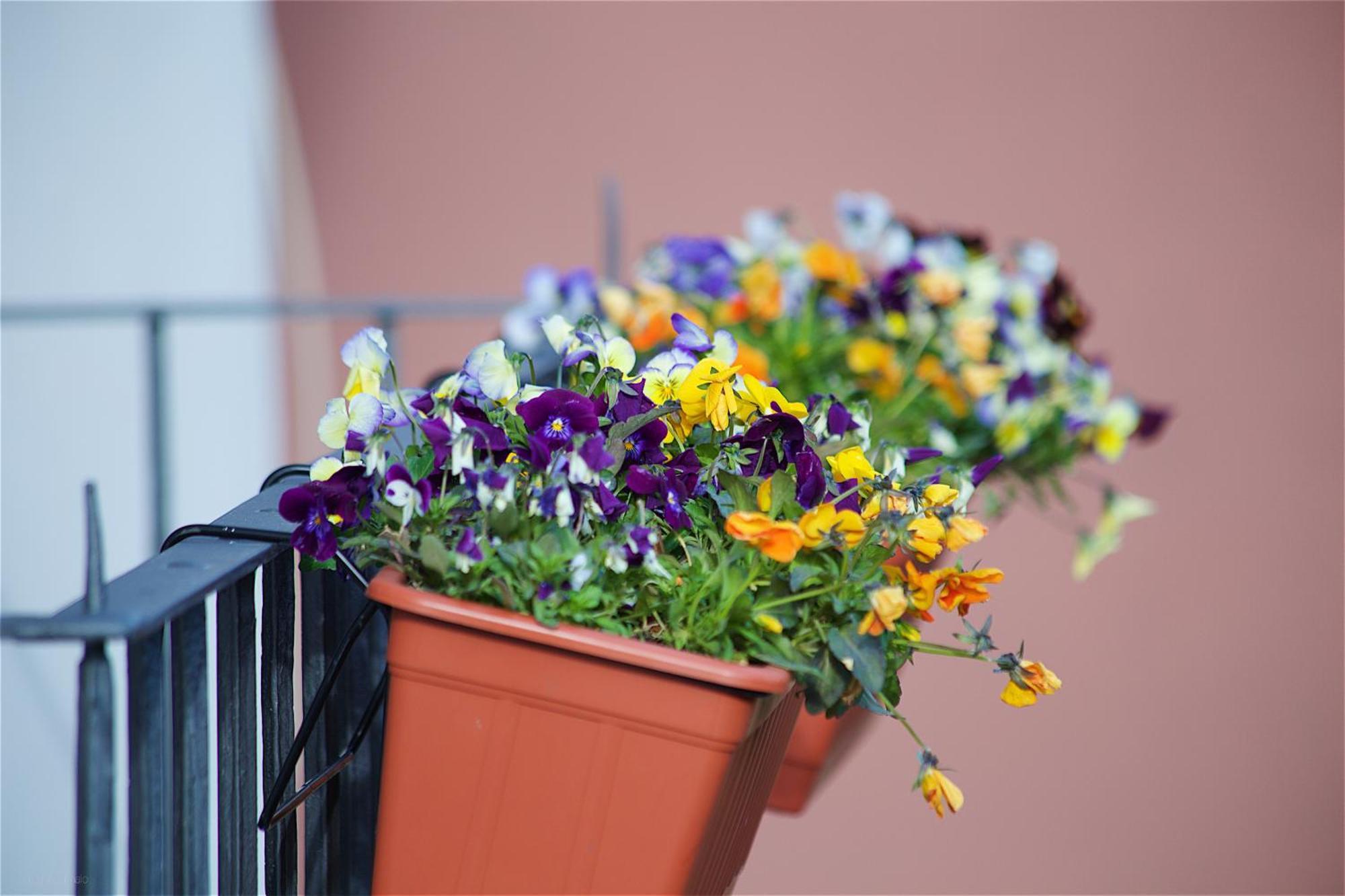 Il Giardino Segreto Bed & Breakfast Sorrento Bagian luar foto