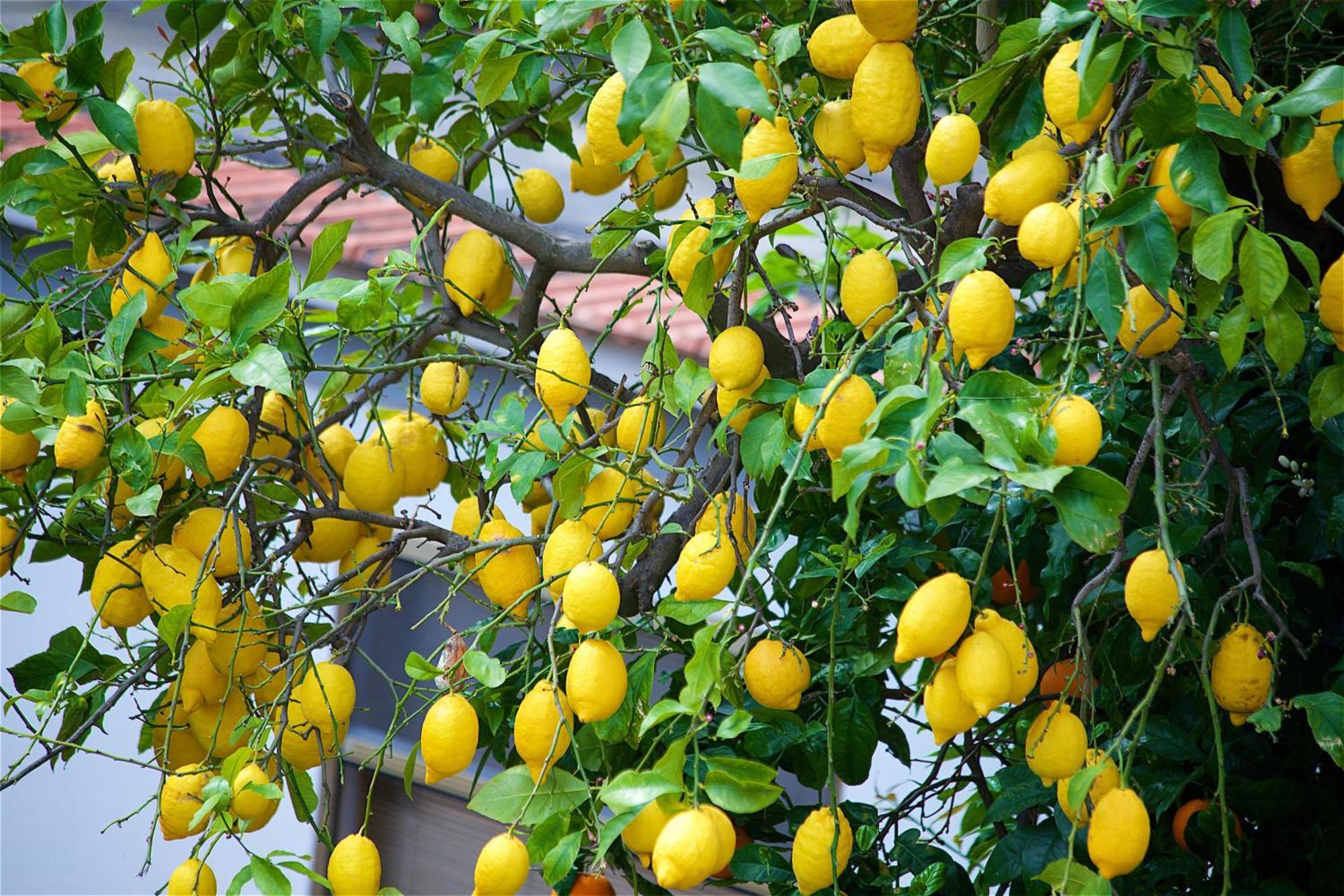 Il Giardino Segreto Bed & Breakfast Sorrento Bagian luar foto