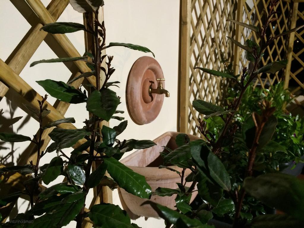 Il Giardino Segreto Bed & Breakfast Sorrento Bagian luar foto